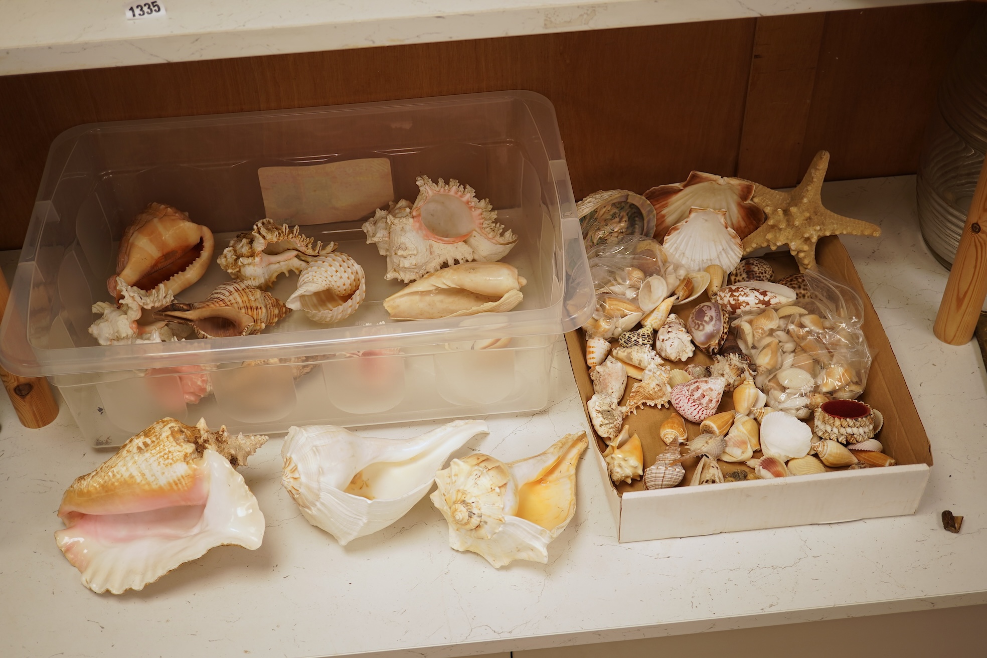 A collection of natural history interest shells to include conch shells, largest approximately 24cm wide